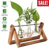 Desktop Glass Planter Bulb Terrarium - Wooden Stand & Metal Swivel